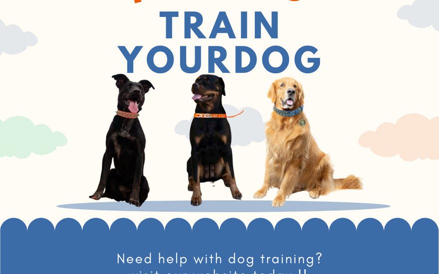 How to Train Your Dog Effectively