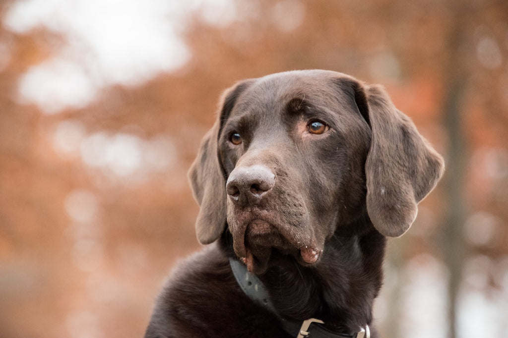 Collars and Harness - Why Your Dog Needs it