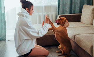 Try our simple tips for making sure you have a relaxed and contented doggy every day