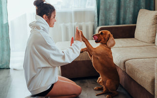 Try our simple tips for making sure you have a relaxed and contented doggy every day
