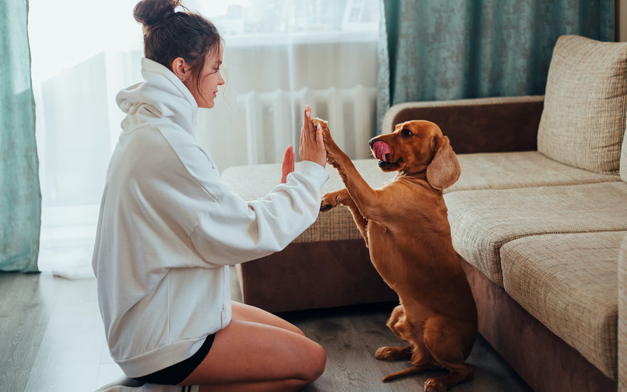 Try our simple tips for making sure you have a relaxed and contented doggy every day
