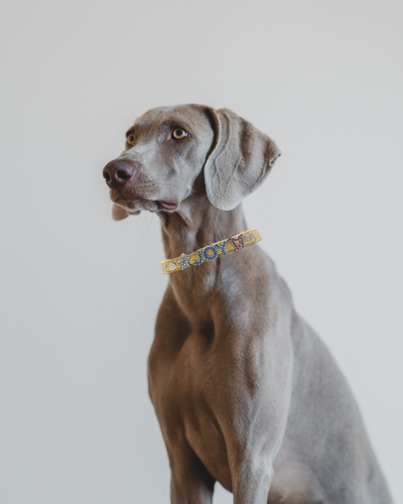 ALPHABET Shine Personalized Handmade PU Leather Dog Collar