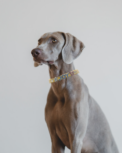 ALPHABET Shine Personalized Handmade PU Leather Dog Collar