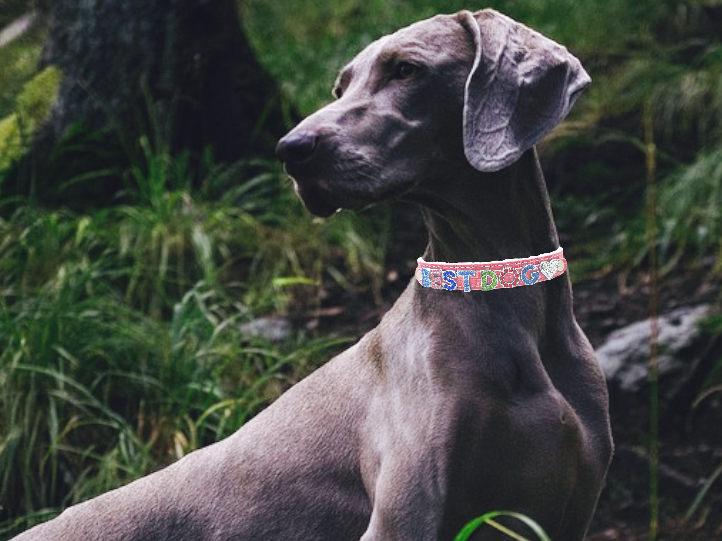 ALPHABET Alligator Texture Personalized Handmade PU Leather Dog