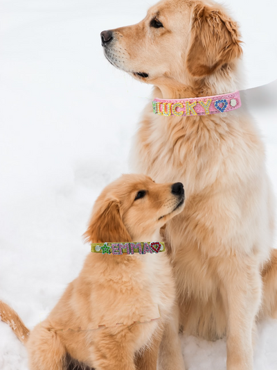 ALPHABET Brilliance Personalized Handmade PU Leather Dog Collar