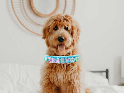 ALPHABET Alligator Texture Personalized Handmade PU Leather Dog Collar