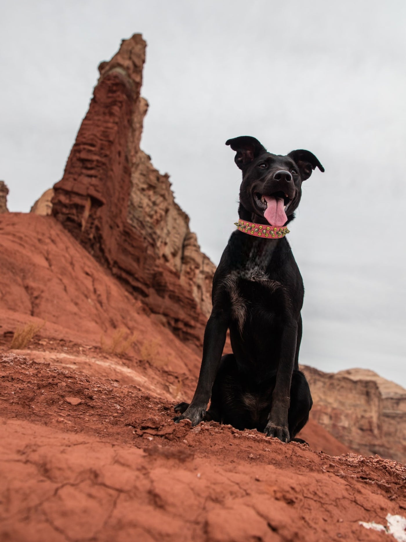 JACK Rivets Handmade PU Leather Dog Collar