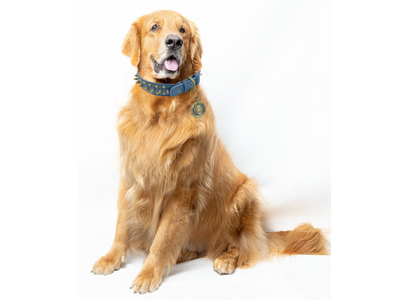 JACK Rivets Handmade PU Leather Dog Collar