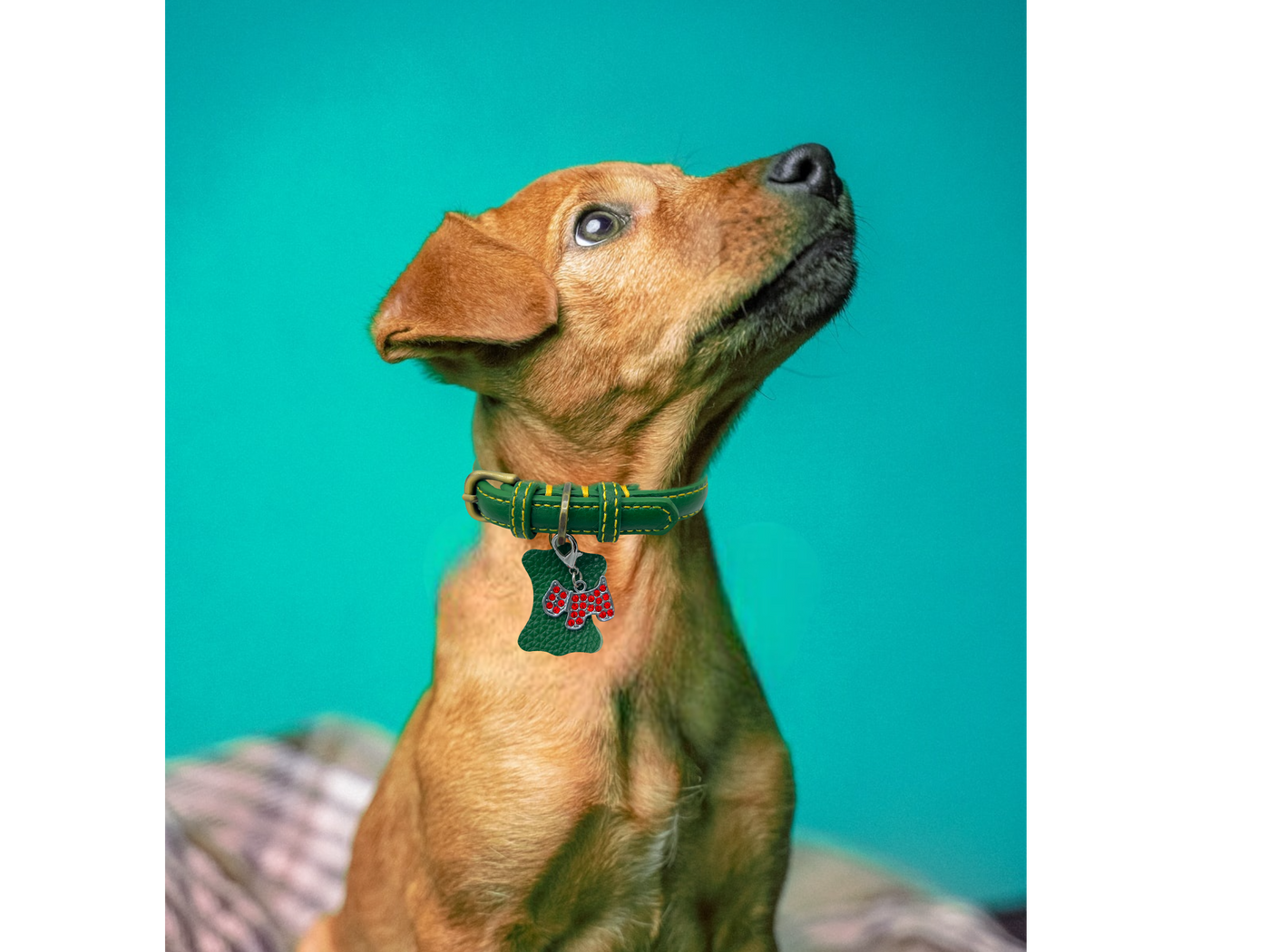 KLASSIC Handmade Leather Dog Collar with Rhinestone Tag