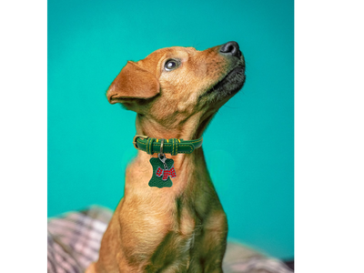 KLASSIC Handmade Leather Dog Collar with Rhinestone Tag