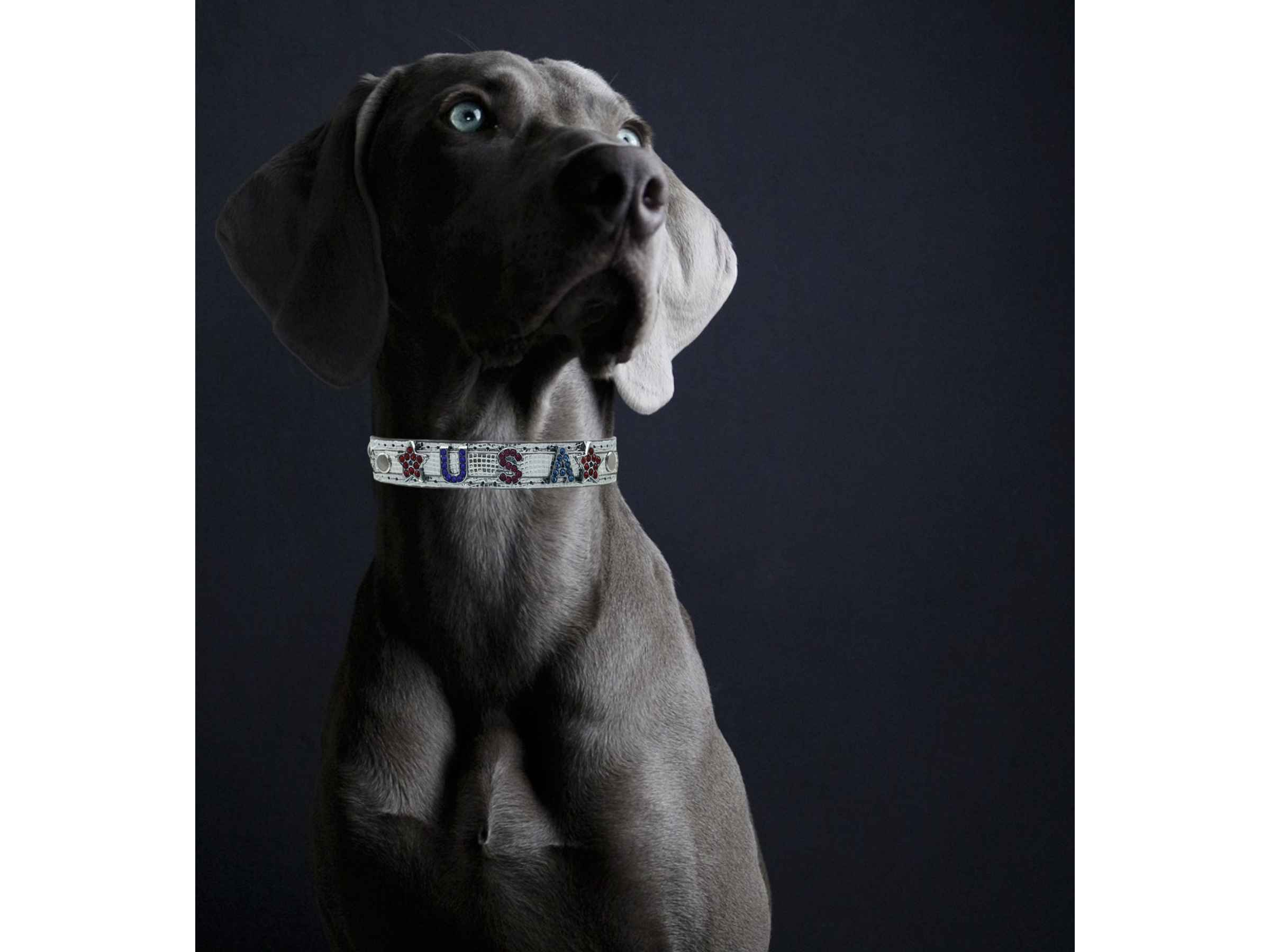 ALPHABET Shine Personalized Handmade PU Leather Dog Collar