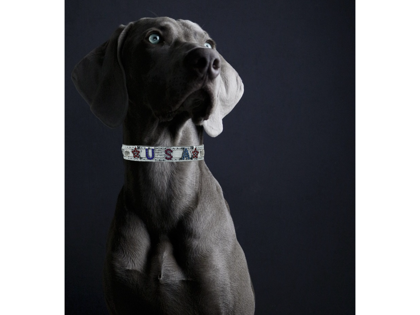 ALPHABET Shine Personalized Handmade PU Leather Dog Collar